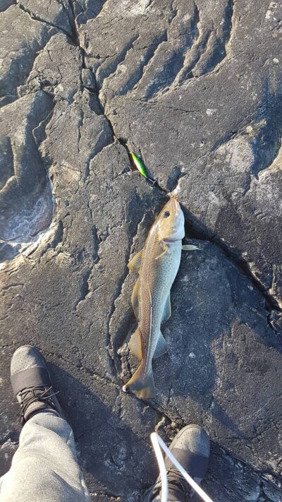 Haddock
