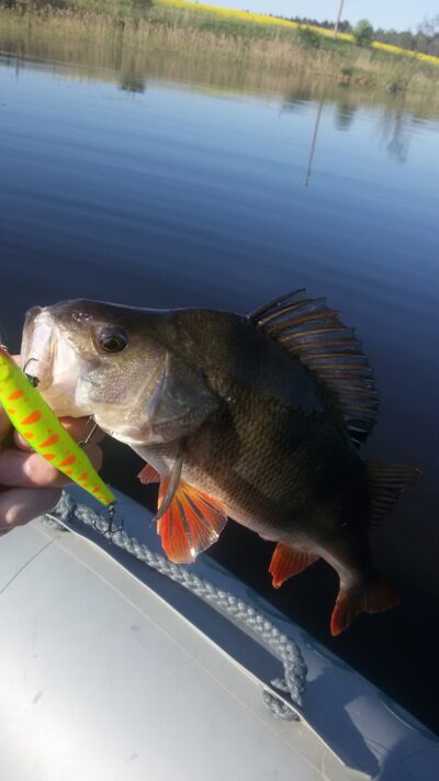 Eurasian perch — Baublys