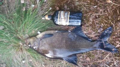 Carp bream, 2.8 kg