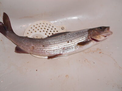 Grayling, 0.3 kg
