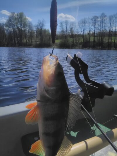 Eurasian perch