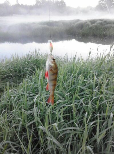 Eurasian perch, 0.2 kg — Mūša