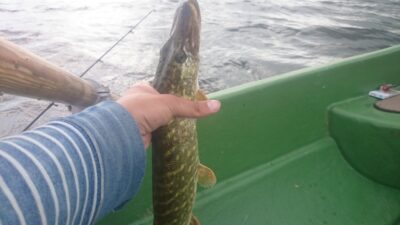 Northern Pike, 0.5 kg — Rubikių