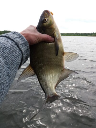Carp bream ×4