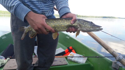 Northern Pike, 0.9 kg — Rubikių