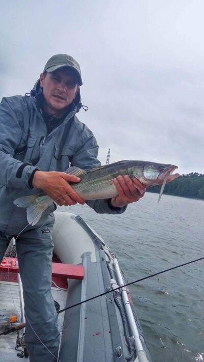 Pike perch