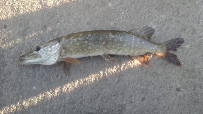 Northern Pike, 1.6 kg — Pietvė