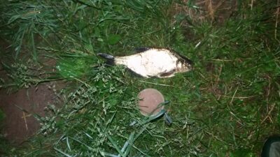 Carp bream, 0.4 kg