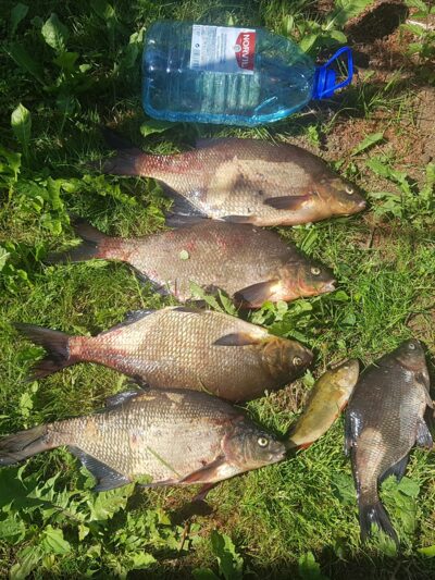 Carp bream ×5
