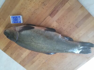 Tench, 1.5 kg