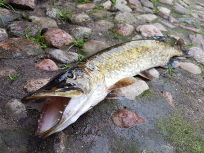 Northern Pike, 1.3 kg