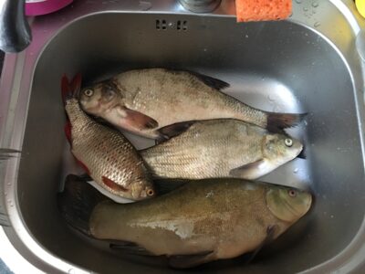 Tench, 1.4 kg