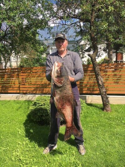 bighead carp, 15.0 kg