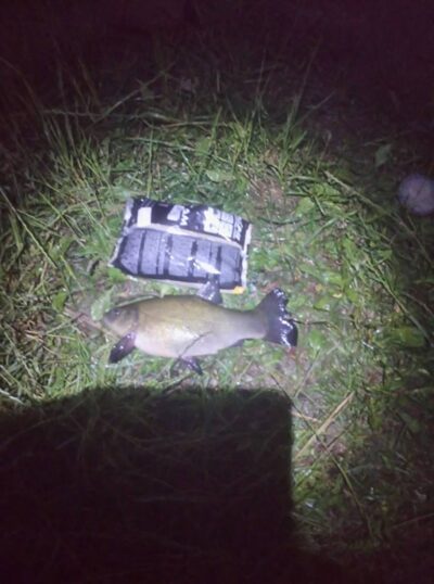 Tench, 0.9 kg