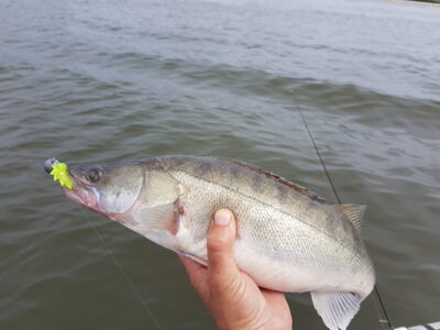 Pike perch