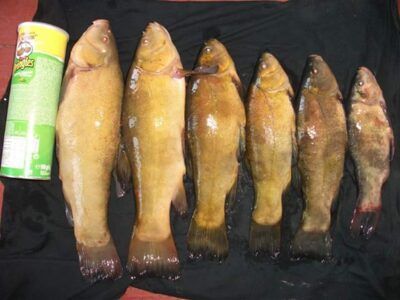 Tench