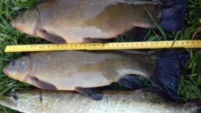 Tench ×2