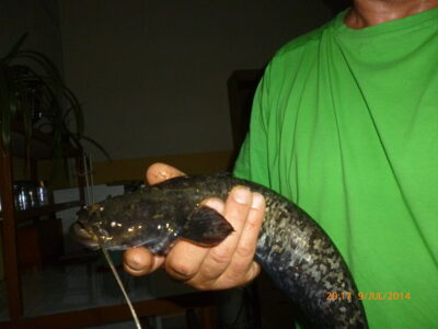 Wels catfish