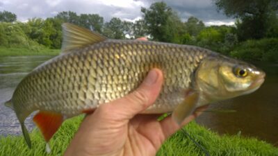 chub, 0.6 kg