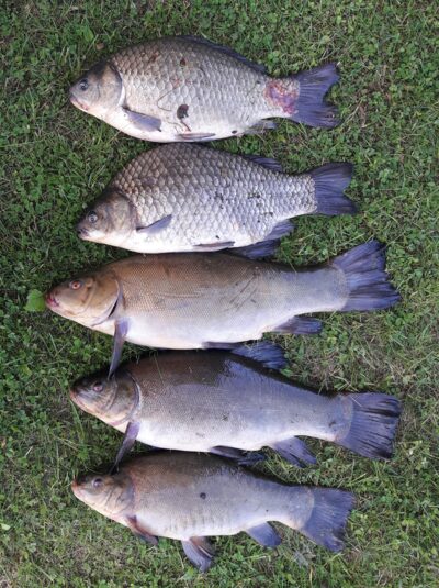 Tench