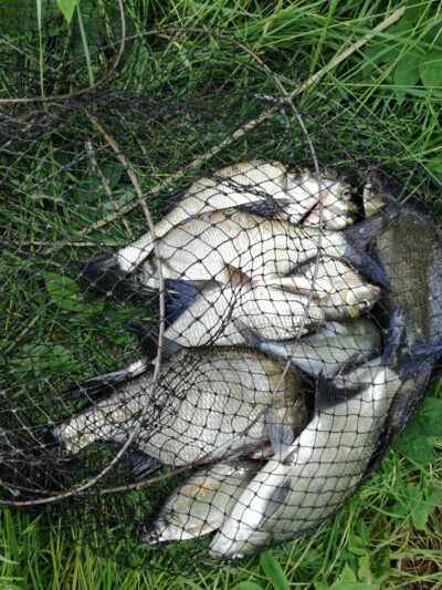 Carp bream ×14 — Mastis
