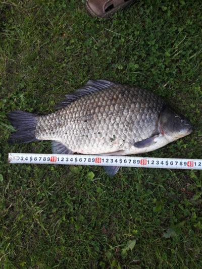 Prussian carp, 1.7 kg