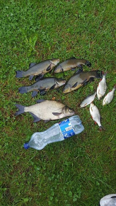 Tench ×4 — Kairių