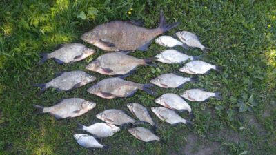Carp bream, 2.5 kg — Dviragis