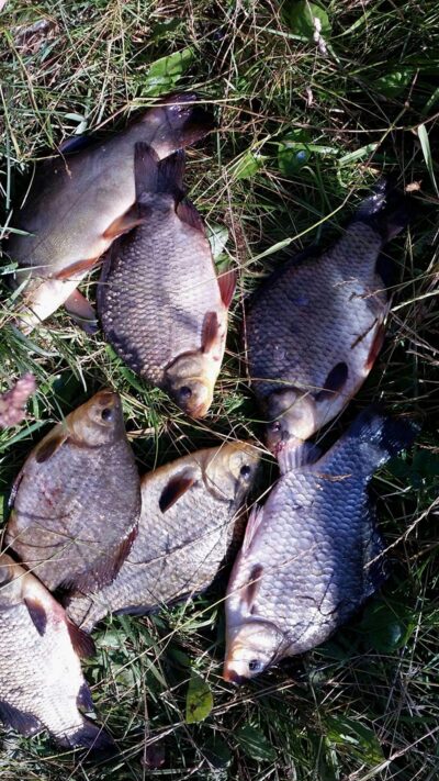 Prussian carp — Angirių