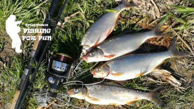 Zarte ×4 — Neris River