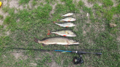 Eurasian perch, 0.5 kg