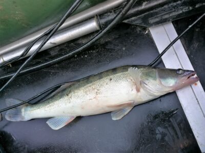 Pike perch, 1.5 kg — Kuršių