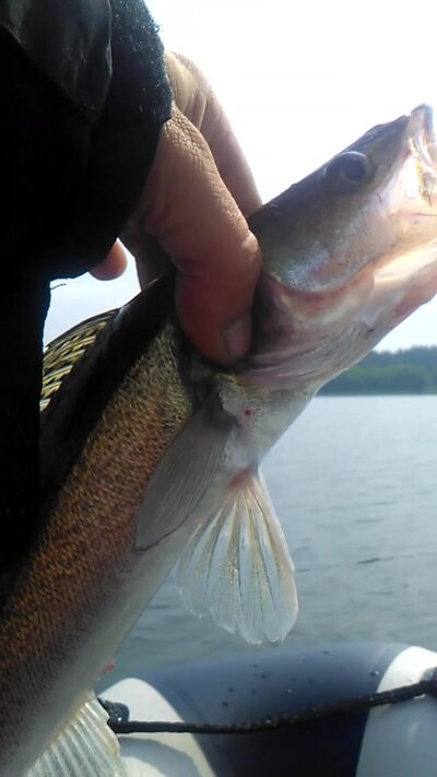 Pike perch