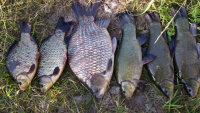 Prussian carp