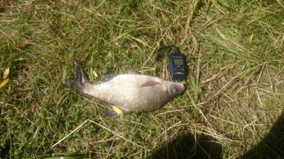 Carp bream, 0.5 kg — Pagojės