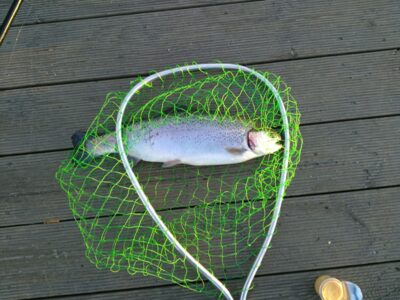 Ocean Trout, 1.2 kg — Trekanten