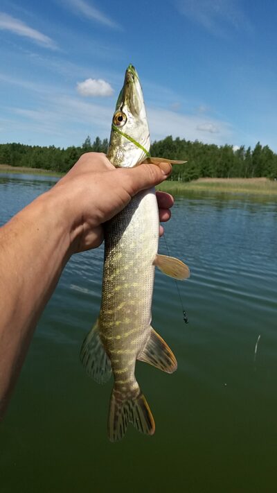 Northern Pike