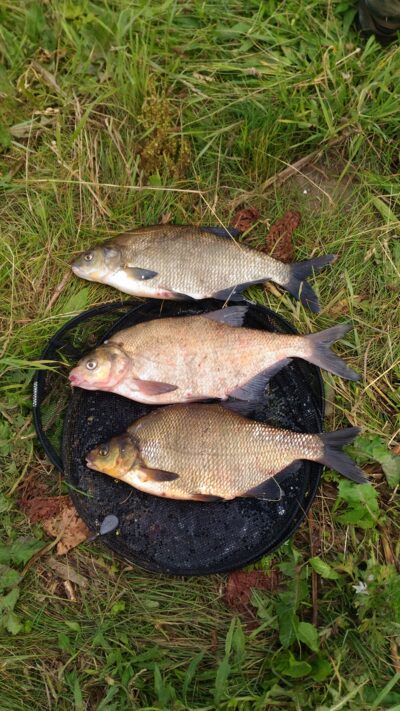 Carp bream ×3 — Neman River