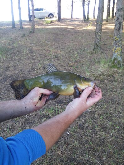 Tench, 0.3 kg