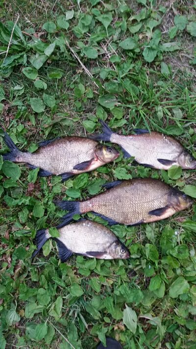 Carp bream ×4
