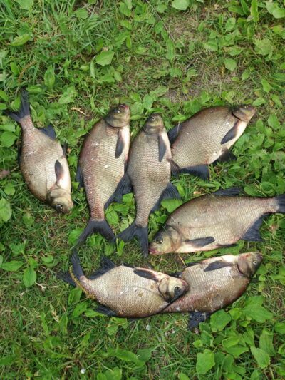 Carp bream ×7