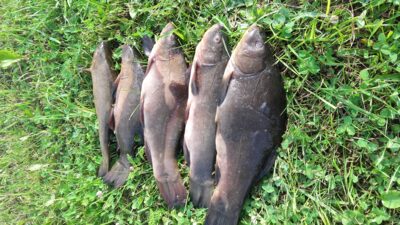 Tench ×5 — Gudelių