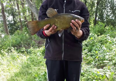 Tench, 1.6 kg