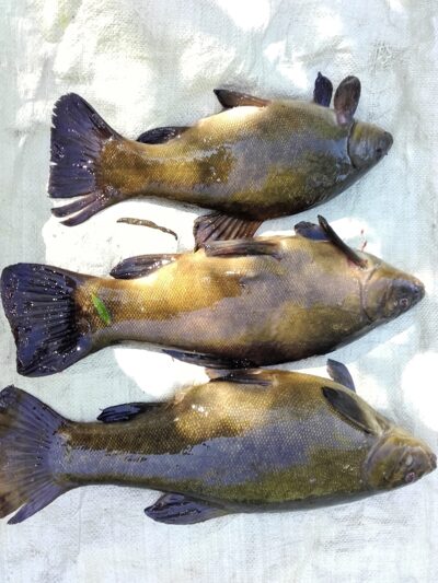 Tench ×3 — Maldenių