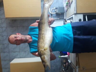 Pike perch, 4.5 kg