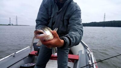 Pike perch