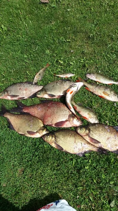 Carp bream ×6