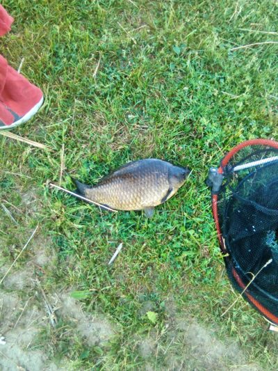 Crucian carp, 0.9 kg