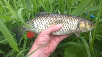chub, 0.7 kg