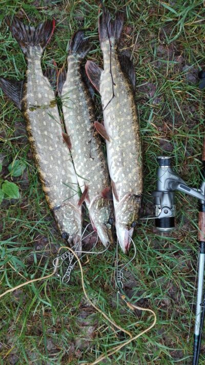 Northern Pike ×3 — Kiaunas